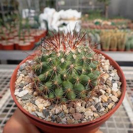 Mammillaria supraflumen ML 295  Ferreria, Jalisco, Mexico.1550m