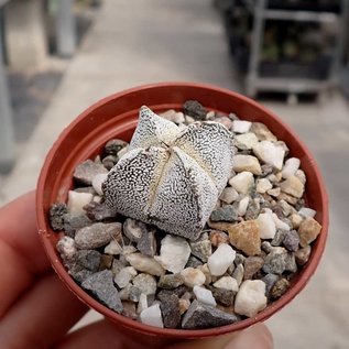 Astrophytum myriostigma cv. Onzuka quadricostata