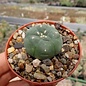 Lophophora williamsii f. caespitosa