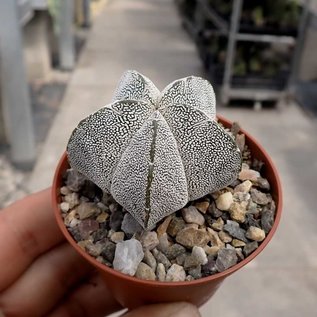 Astrophytum myriostigma cv. Onzuka