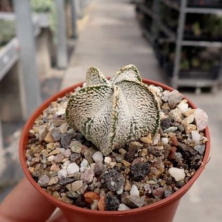 Astrophytum Supercoahuilense