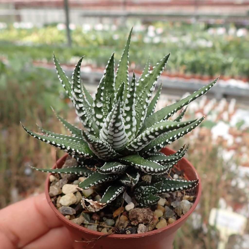 Haworthia attenuata odonoghueana - Uhlig Kakteen - plus de 5000 d ...