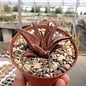 Haworthia striata v. koelmanniorum