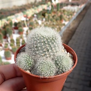 Rebutia senilis