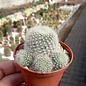 Rebutia senilis