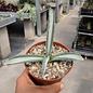 Agave americana cv. Mediopicta-Alba