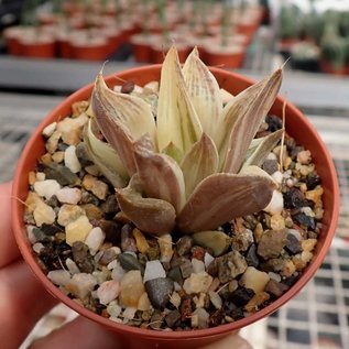 Haworthia retusa variegata