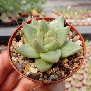 Echeveria agavoides