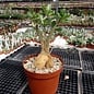 Adenium spec. Senegal