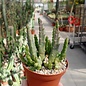 Stapelia divaricata