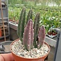 Stapelia hirsuta   Mitchells Pass