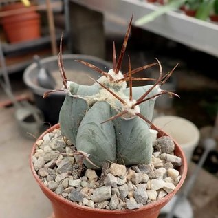 Echinocactus ingens