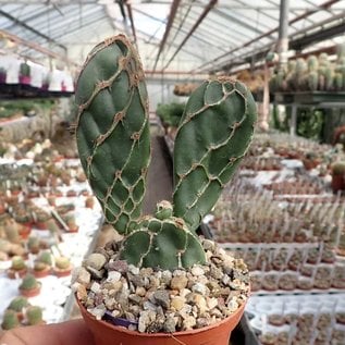 Opuntia zebrina cv. Reticulata