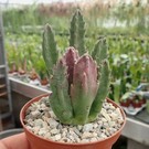 Stapelia hirsuta