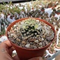 Mammillaria schiedeana