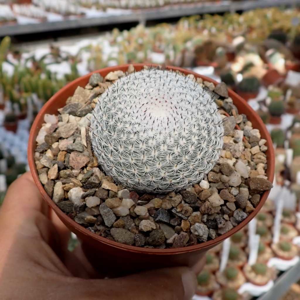 Mammillaria pseudoperbella Uhlig Kakteen Über 5000 verschiedene Arten
