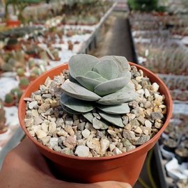 Crassula-Hybr. Morgans Beauty