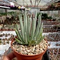 Senecio scaposus