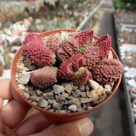 Adromischus marianiae fo. herrei cv. Red Coral