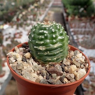 Notocactus uebelmannianus f. monstrosos spiralis