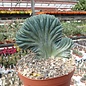 Myrtillocactus geometrizans     cristata