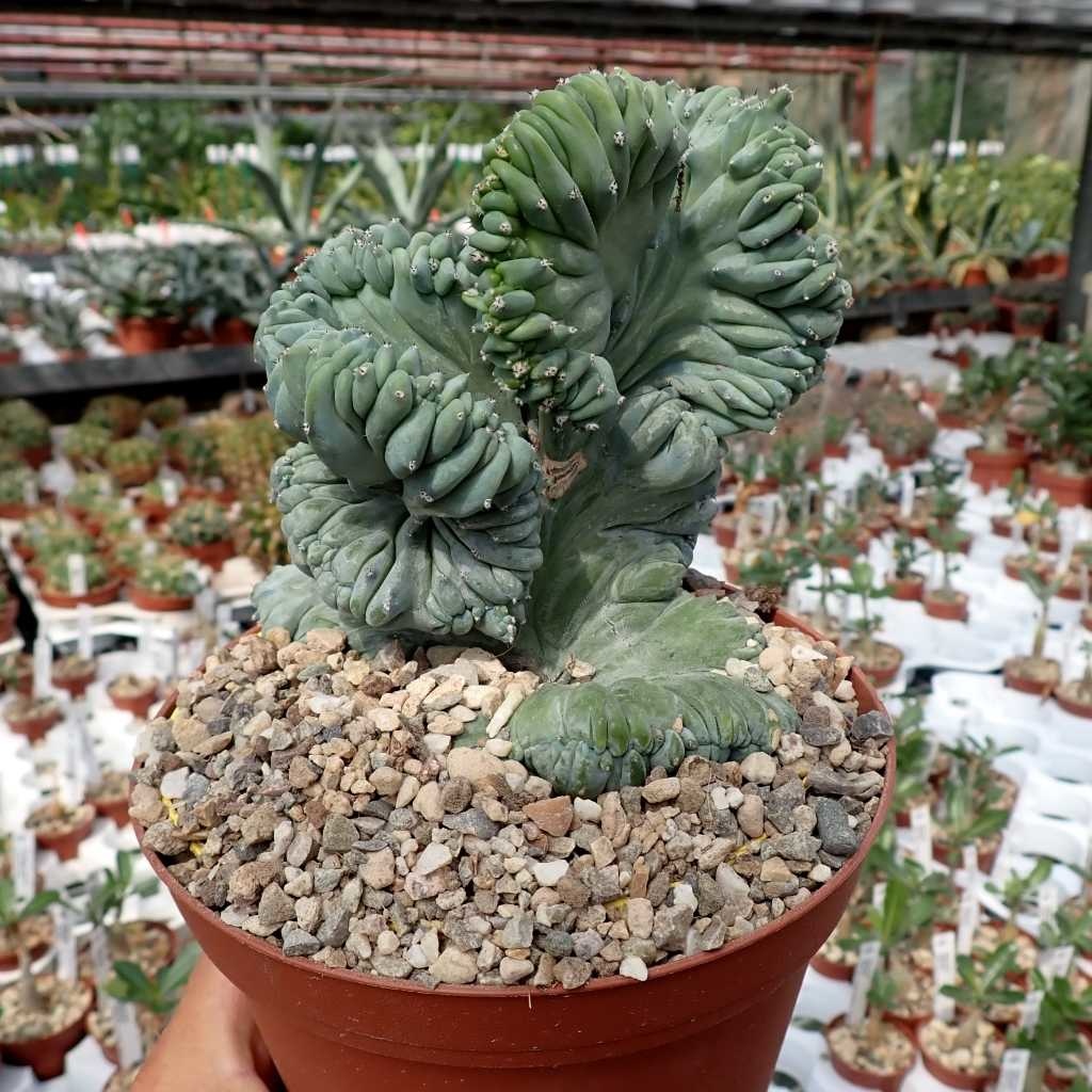 Myrtillocactus geometrizans strictum cristata Uhlig Kakteen Über