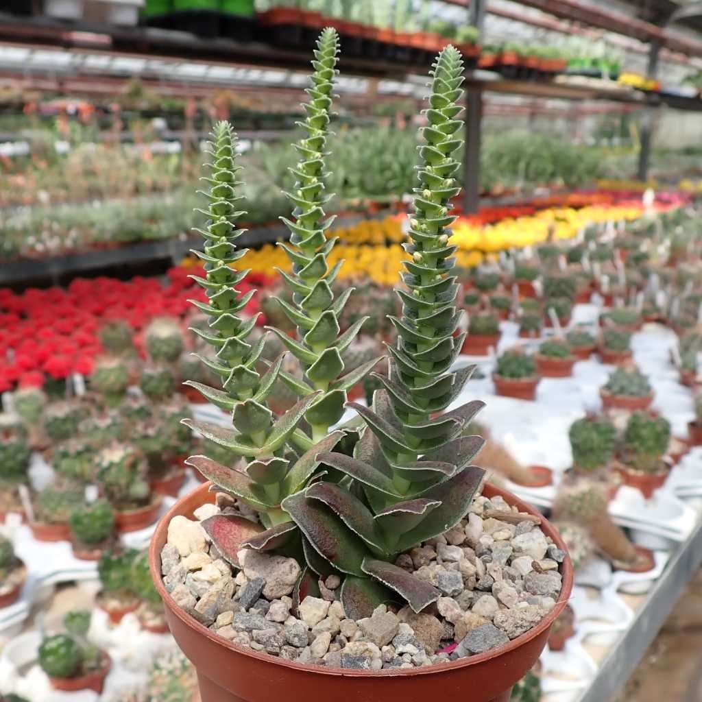 Crassula capitella v. turrita - Uhlig Kakteen - Über 5000 verschiedene ...