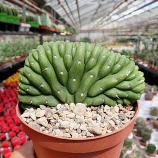 Trichocereus pachanoi     cristata