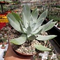 Dudleya brittonii