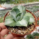 Agave potatorum v. verschaffeltii cv. Shoji Rajin Mediopicta-Alba