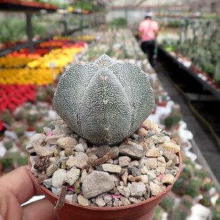 Astrophytum myriostigma cv. Onzuka quadricostata