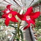 Adenium obesum Joker   gepfr.