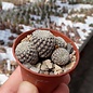 Sulcorebutia langeri n.n.