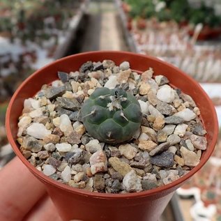 Turbinicarpus jauernigii      CITES, not outside EU