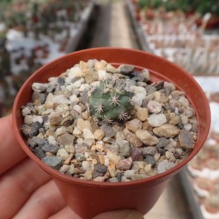 Turbinicarpus hoferi  Gruppe     CITES, not outside EU