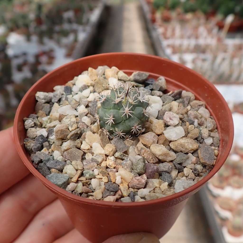 Turbinicarpus hoferi Gruppe CITES, not outside EU Uhlig Kakteen