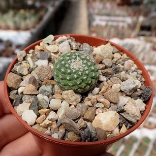 Strombocactus disciformis v. minimus VM 207 Pena Miler   CITES, not outside EU