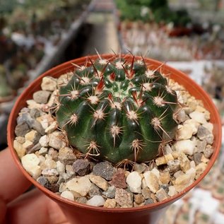 Notocactus submammulosus cv. rubriflorus