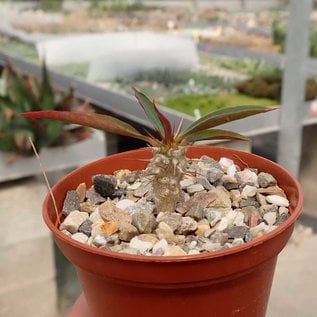 Euphorbia horombensis   Plateaux Horombe, Madagaskar