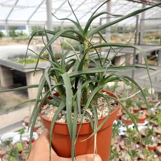 Aloe ciliaris cv. Aureiflora