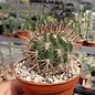 Acanthocalycium ferrarii  WR 572 North of Santa Maria, Tucuman, Argentinien, 3500 m