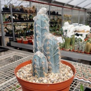 Pilosocereus glaucescens