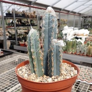 Pilosocereus glaucescens