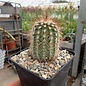 Echinocereus reichenbachii ssp. baileyi FH 608 Comanche Co., Oklahoma, USA in 450 bis 500 m Höhe    (dw)