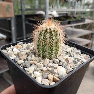 Echinocereus reichenbachii ssp. baileyi DJF 1327 Medicini Park, Oklahoma    (dw)