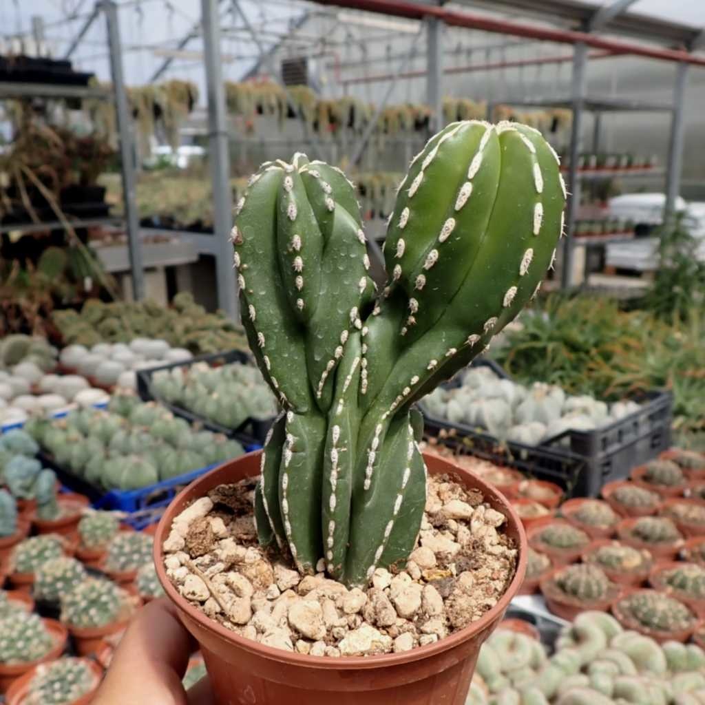 Marginatocereus marginatus multihead halbcristata Uhlig Kakteen