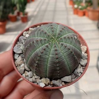 Euphorbia obesa   South Africa