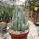 Senecio scaposus