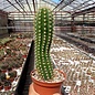 Trichocereus-Hybr. Dicke Bertha