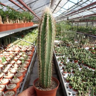 Pilosocereus spec.